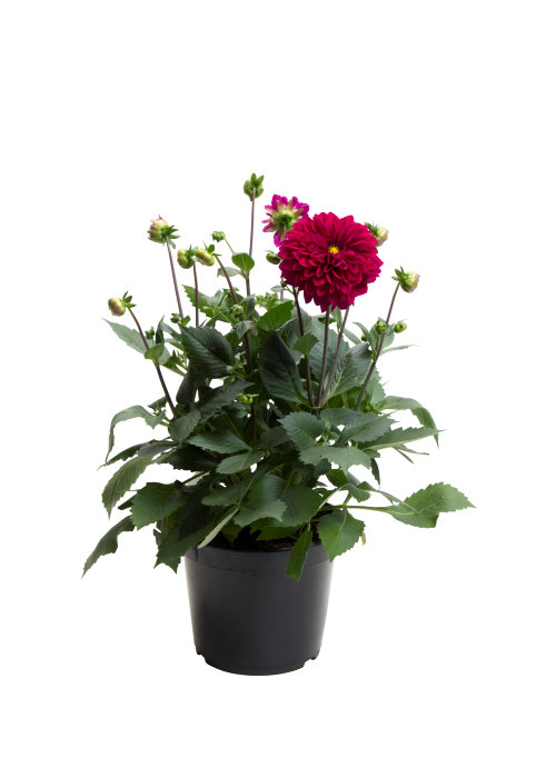 Sommarblommor
